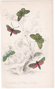 Plate 2

Large Skipper
Pearl Skipper
Green Forester
Six-spotted Burnet Moth
Five-spotted Burnet Moth 